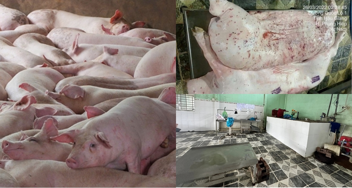 Tin sốc vụ Công ty C.P bị tố bán heo bệnh, lý do heo có dấu hiệu bất thường vẫn đóng dấu lưu thông